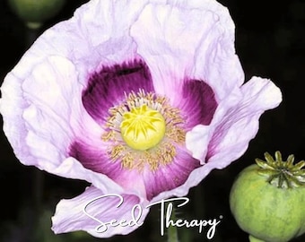 May include: A pale lavender poppy flower with deep purple inner petals, a bright yellow central seed pod, and surrounding stamens. To the right, a green poppy seed head is visible. The text Seed Therapy is printed in white at the bottom.
