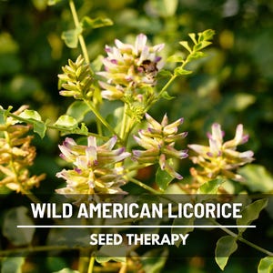 Wild American Licorice flower cluster close-up – Seed Therapy