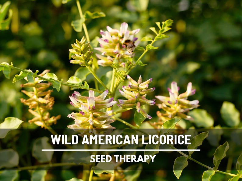 Wild American Licorice flower cluster close-up – Seed Therapy
