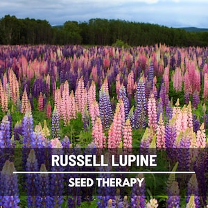 Russell Lupine Seeds – Heirloom Flower, US Native Wildflower, Showy Spikes and Hardy Perennial | 50 Seeds