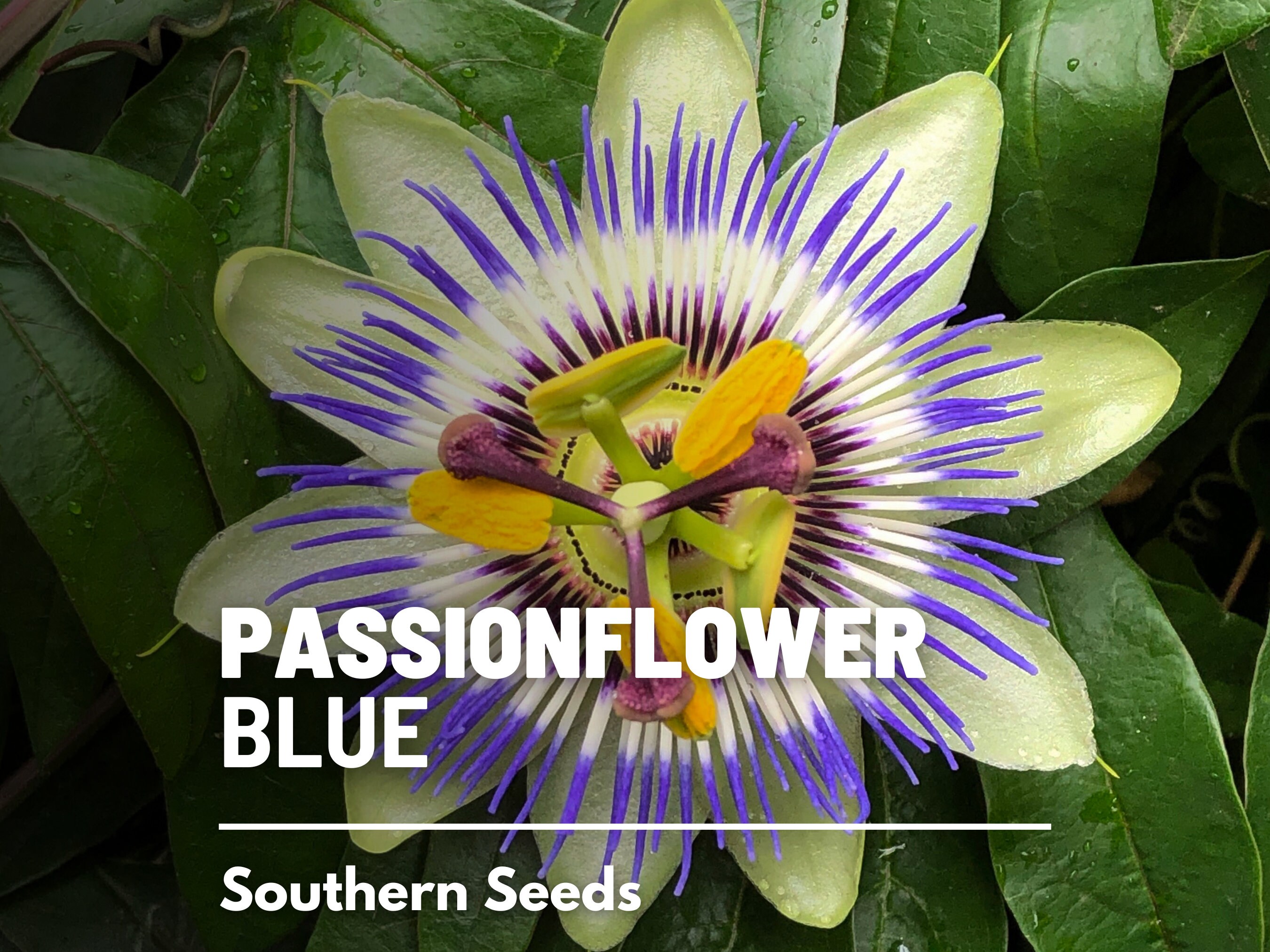 11+ Passion Flower Seed