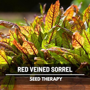 Semillas de acedera de venas rojas – Variedad tradicional, hierba culinaria y medicinal, venas rojas vibrantes, sabor ácido, favorita del jardín / 200 semillas imagen 3