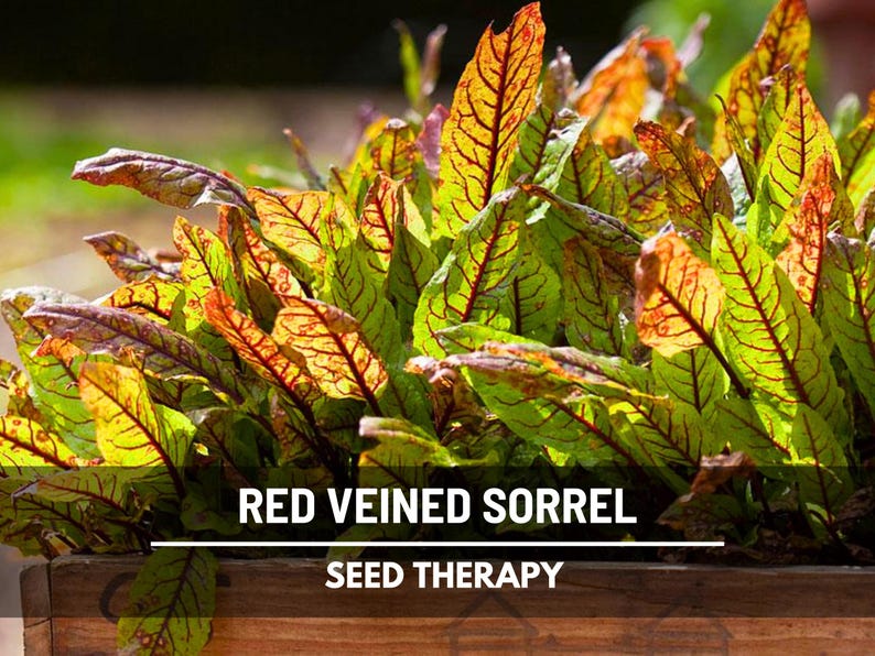 Semillas de acedera de venas rojas – Variedad tradicional, hierba culinaria y medicinal, venas rojas vibrantes, sabor ácido, favorita del jardín / 200 semillas imagen 3