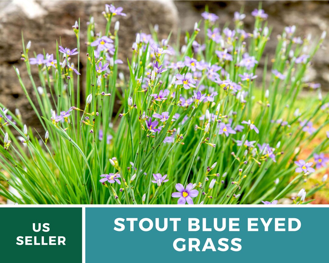 Blue Eyed Grass Stout 50 Seeds Heirloom Ornamental Grass Etsy