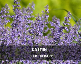 Catmint Seeds – Heirloom Medicinal & Culinary Herb, Non‑GMO and Easy to Grow Perennial for Gardens | 100 Seeds