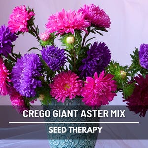 Crego Giant Mix Aster Seeds – Heirloom, Large Ruffled Double Blooms & Excellent Cut Flower, Attracts Butterflies | 50 Seeds