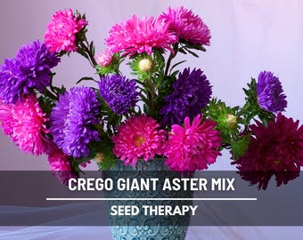 Semillas de Aster Mixto Gigante Crego: reliquia, flores dobles grandes y onduladas, excelente flor de corte, atrae mariposas / 50 semillas