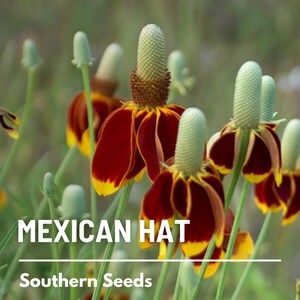 May include: Close-up of a group of Mexican Hat flowers with red and yellow petals and green bracts. The flowers are in bloom and the text "MEXICAN HAT" and "Southern Seeds" is visible below the flowers.