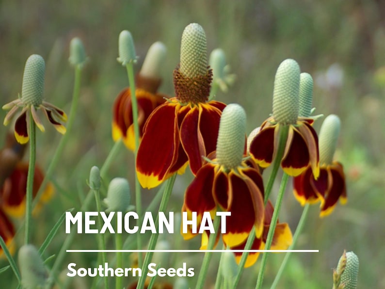 May include: Close-up of a group of Mexican Hat flowers with red and yellow petals and green bracts. The flowers are in bloom and the text "MEXICAN HAT" and "Southern Seeds" is visible below the flowers.