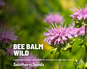 Bee Balm, Wild Bergamot - 100 Seeds - Heirloom Culinary & Medicinal Herb - Pollinator Friendly Flower (Monarda fistulosa)