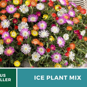 Ice Plant, Mix 200 Seeds Heirloom Ground Cover Colorful and Drought-Tolerant Mesembryanthemem criniflorum image 2