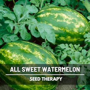 All Sweet Watermelon Seeds – Heirloom Fruit, Open Pollinated, Non-GMO, Disease Resistant, Sweet and Juicy | 25 Seeds
