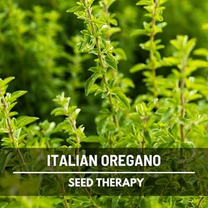 Italian Oregano Seeds – Heirloom Culinary Herb, Origanum Vulgare, Aromatic Perennial for Herb Garden | 200 Seeds