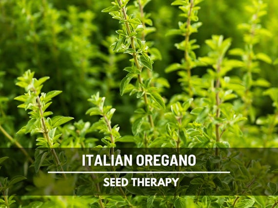 Italian Oregano Seeds – Heirloom Culinary Herb, Origanum Vulgare, Aromatic Perennial for Herb Garden | 200 Seeds