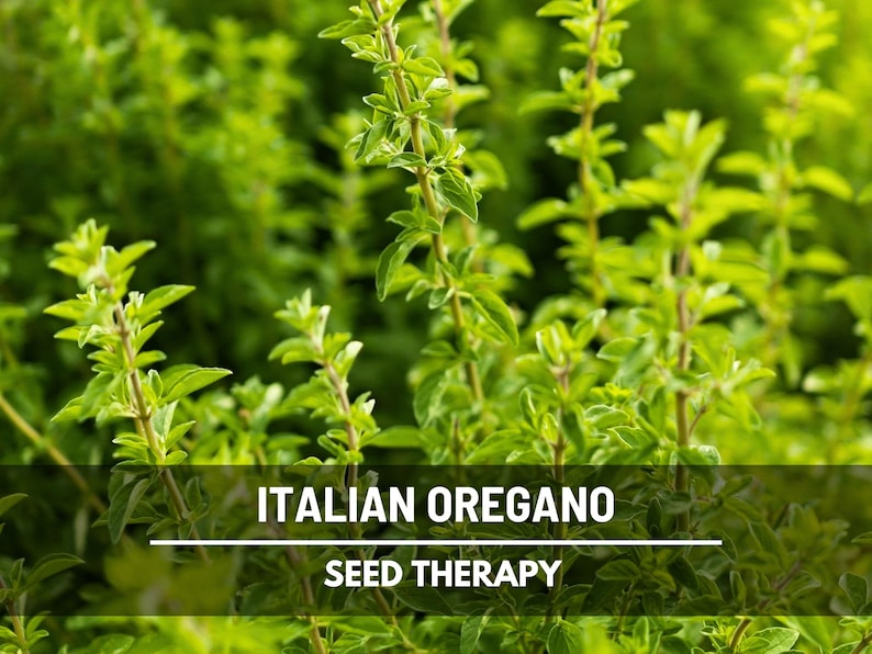 Italian Oregano Seeds – Heirloom Culinary Herb, Origanum Vulgare, Aromatic Perennial for Herb Garden | 200 Seeds Bild 1