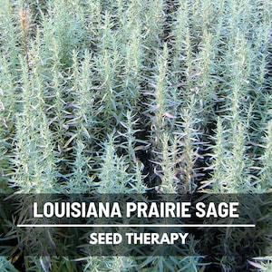 Prairie Sage Seeds – Heirloom, Louisiana Sage, Medicinal Herb, Pollinator Friendly, Fragrant, Non-GMO | 100 Seeds