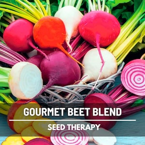 Gourmet Beet Seed Blend – Colorful Heirloom Roots, Perfect for Roasting, Pickling & Salads, Easy to Grow | 50 Seeds