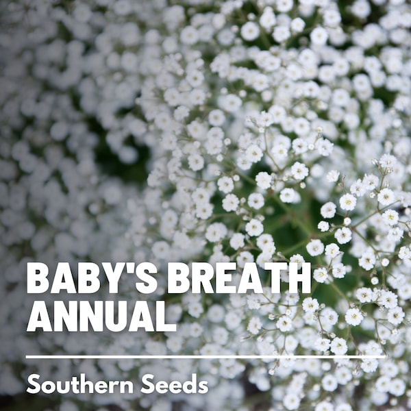 Baby's Breath, Annual (Covent Garden) - 500 Seeds - Heirloom Flower - Ideal for Floral Arrangements (Gypsophila elegans)