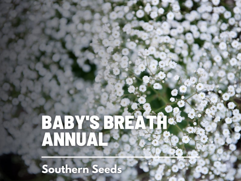 White Baby's Breath Seed For Planting (Gyposophila elegans) Seed Needs –  Seed Needs LLC