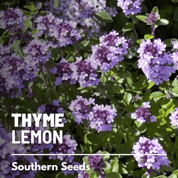 Thyme, Lemon - 200 Seeds - Heirloom Herb, Garden Plant, Culinary Kitchen Herb, Citrus Flavor, Garden Gift (Thymus pulegioides)