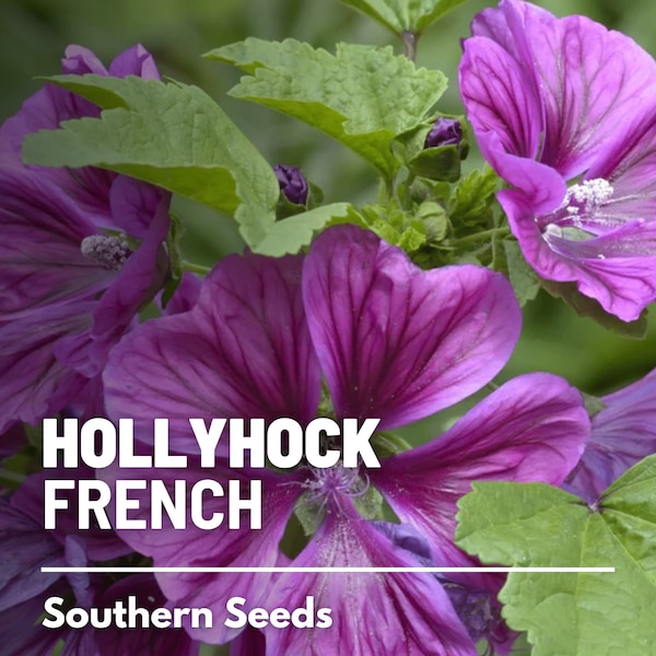 Hollyhock, French - 25 Seeds - Heirloom Flower - Medicinal Herb (Malva sylvestris)