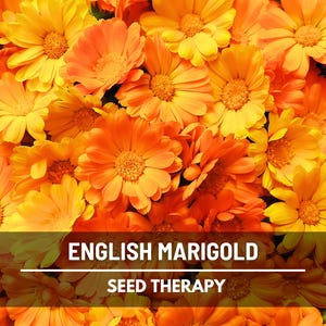 English Marigold Seeds – Heirloom, Easy to Grow, Non-GMO Flower, Bright and Cheerful Blooms | 100 Seeds