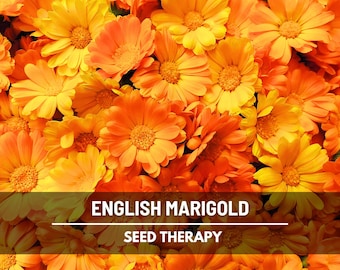 English Marigold Seeds – Heirloom, Easy to Grow, Non-GMO Flower, Bright and Cheerful Blooms | 100 Seeds