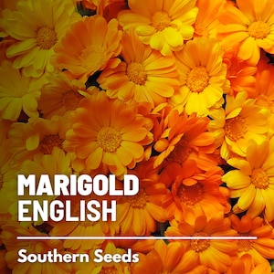 Marigold, English - 100 Seeds - Heirloom - Easy to Grow - Non GMO (Calendula officinalis)