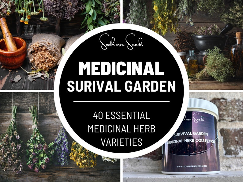 Jardín de supervivencia, Colección de hierbas medicinales 40 variedades de semillas Reliquia, Sin OGM, Regalo de jardín, Jardín de emergencia, Envío gratuito imagen 1