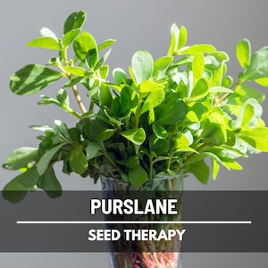Purslane Seeds – Green Heirloom Leafy Green, Tangy and Nutritious, Culinary & Medicinal, Easy to Grow | 100 Seeds