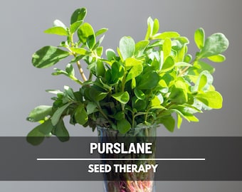 Purslane Seeds – Green Heirloom Leafy Green, Tangy and Nutritious, Culinary & Medicinal, Easy to Grow | 100 Seeds