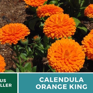 Calendula, Orange King 100 Seeds Heirloom Culinary & Medicinal Flower Non-GMO Calendula officinalis image 8