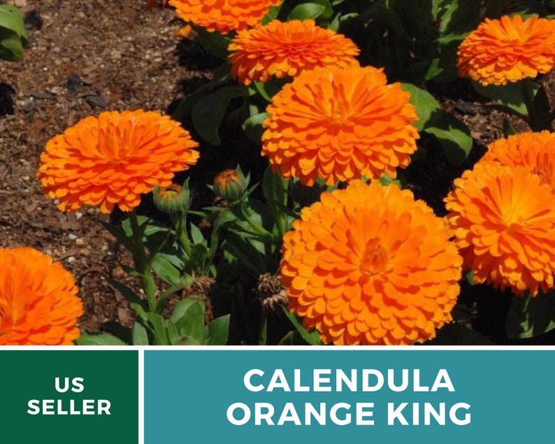Calendula, Orange King 100 Seeds Heirloom Culinary & Medicinal Flower Non-GMO Calendula officinalis image 8