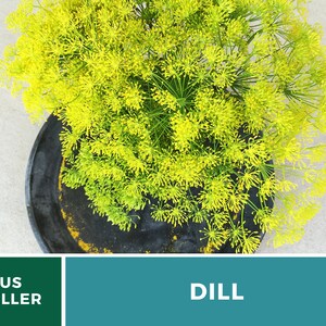 May include: A vibrant cluster of bright yellow dill flowers in full bloom, positioned within a dark, circular container. The image includes a green banner with the white text US SELLER and a teal banner with the white text DILL.