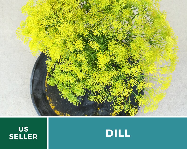 May include: A vibrant cluster of bright yellow dill flowers in full bloom, positioned within a dark, circular container. The image includes a green banner with the white text US SELLER and a teal banner with the white text DILL.