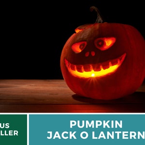 May include: A carved orange pumpkin jack-o'-lantern with a lit candle inside. The pumpkin has a wide, toothy grin and two large eyes. It is sitting on a wooden surface.