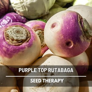 Group of Purple Top Rutabaga with bAssorted Purple Top Rutabaga roots freshly harvested – Seed Therapyright purple tops – Seed Therapy