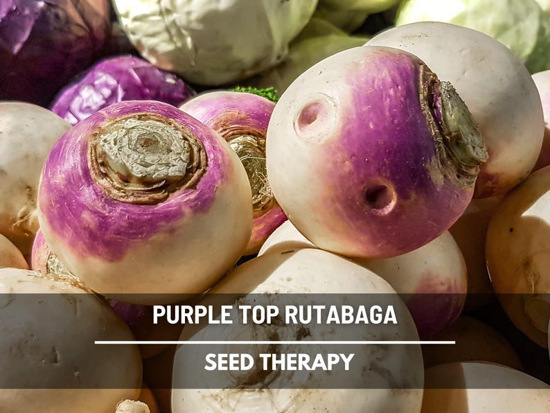 Group of Purple Top Rutabaga with bAssorted Purple Top Rutabaga roots freshly harvested – Seed Therapyright purple tops – Seed Therapy