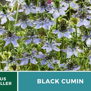May include: Close-up of a cluster of blue and white flowers with green stems and leaves. The flowers have a delicate, lacy appearance. The text "BLACK CUMIN" is displayed below the image.