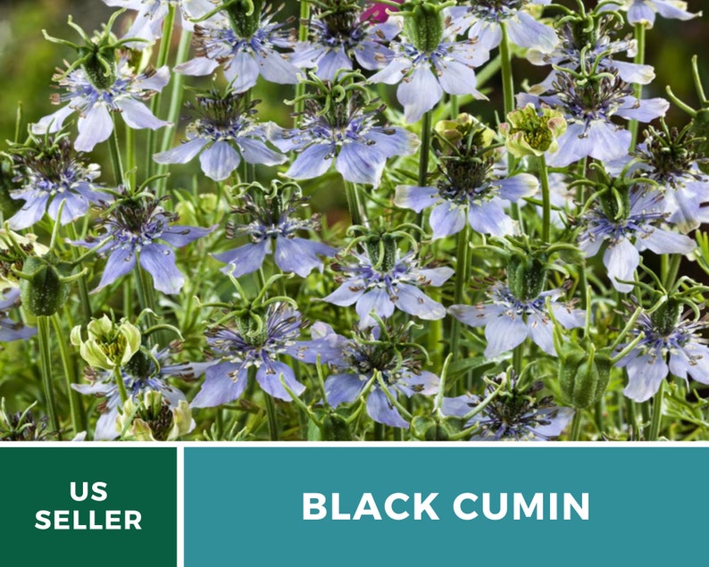 May include: Close-up of a cluster of blue and white flowers with green stems and leaves. The flowers have a delicate, lacy appearance. The text "BLACK CUMIN" is displayed below the image.