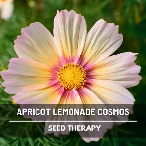 May include: A close-up of an apricot lemonade cosmos flower with pink-tipped petals, a yellow center, and a gradient of yellow and pink hues. The text "APRICOT LEMONADE COSMOS" and "SEED THERAPY" is displayed at the bottom.