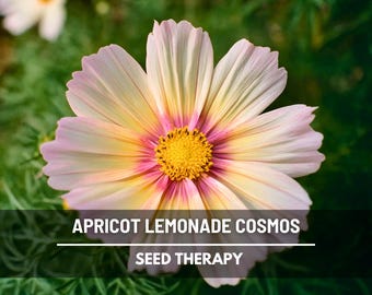 Apricot Lemonade Cosmos Seeds – Heirloom, Pastel Yellow and Blush Pink Blooms (25 Seeds)