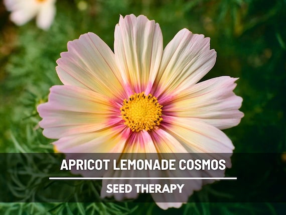 Apricot Lemonade Cosmos Seeds – Heirloom, Pastel Yellow and Blush Pink Blooms (25 Seeds)