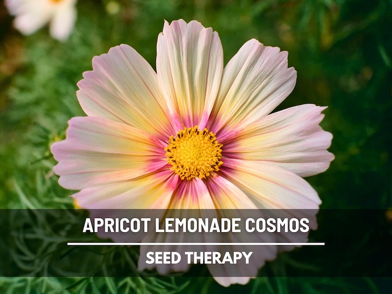 May include: A close-up of an apricot lemonade cosmos flower with pink-tipped petals, a yellow center, and a gradient of yellow and pink hues. The text "APRICOT LEMONADE COSMOS" and "SEED THERAPY" is displayed at the bottom.
