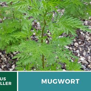 May include: Close-up of a green mugwort plant growing in a bed of small rocks. The plant has feathery leaves and a tall, slender stem. The text "US SELLER" and "MUGWORT" are visible in the image.