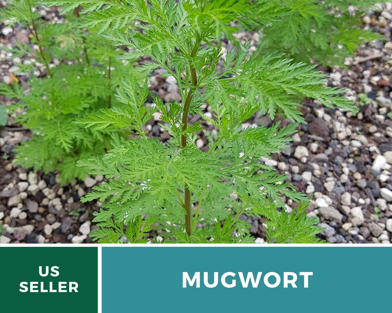 May include: Close-up of a green mugwort plant growing in a bed of small rocks. The plant has feathery leaves and a tall, slender stem. The text "US SELLER" and "MUGWORT" are visible in the image.