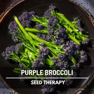Purple Sprouting Broccoli Seeds – Heirloom, Non‑GMO, Open‑Pollinated Vegetable, Early and Tender Purple Broccoli, Easy to Grow | 100 Seeds