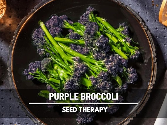 Purple Sprouting Broccoli Seeds – Heirloom, Non‑GMO, Open‑Pollinated Vegetable, Early and Tender Purple Broccoli, Easy to Grow | 100 Seeds