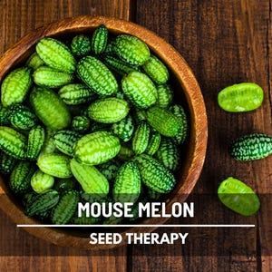 Mouse Melon Seeds – Cucamelon, Mexican Sour Gherkin, Heirloom Fruit for Pickling, Culinary Garden Gift | 10 Seeds