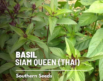 Basil, Siam Queen (Thai) - 250 Seeds - Heirloom Culinary & Medicinal Herb - Non-GMO (Ocimum basilicum)